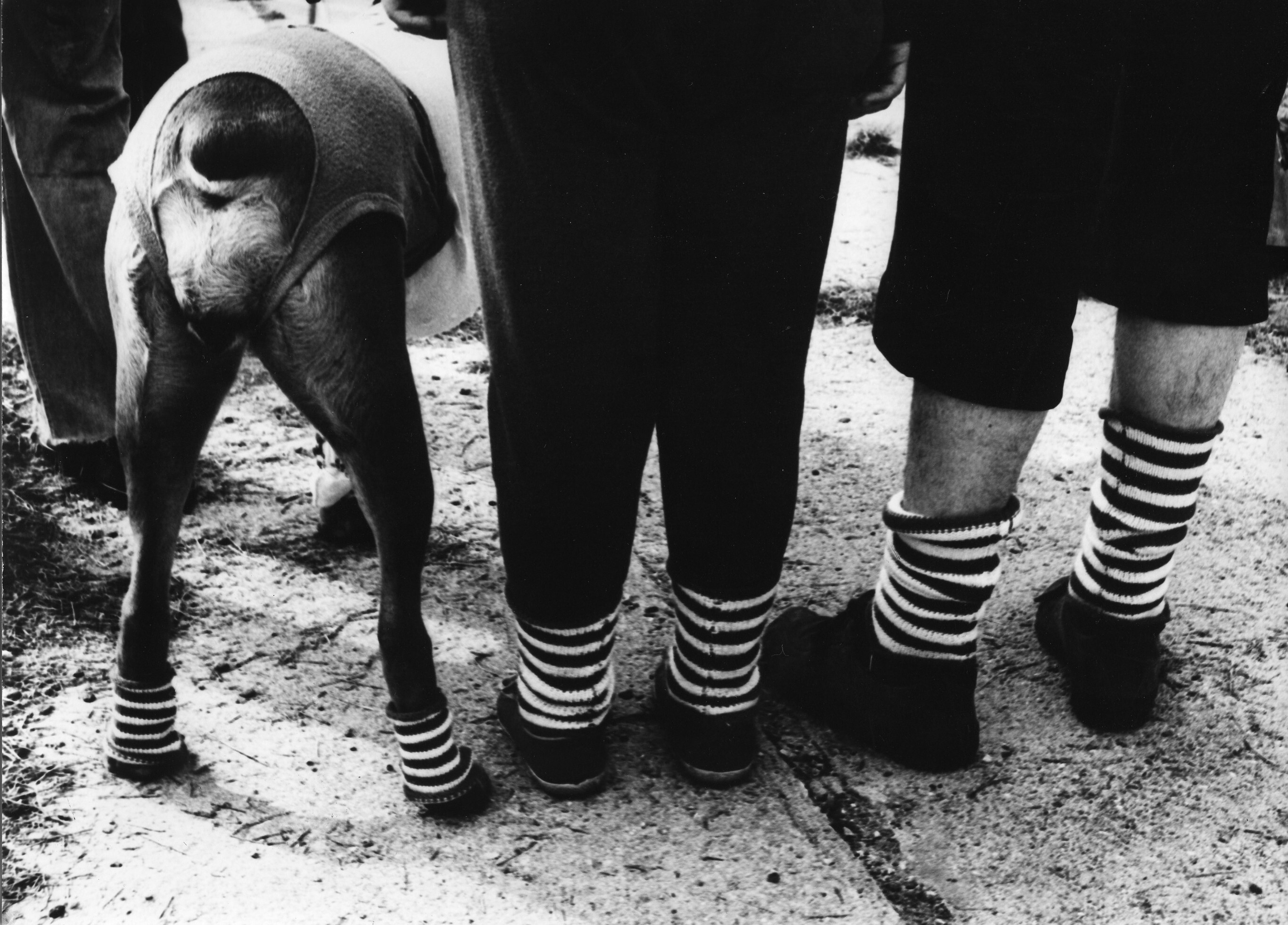 Из серии Собаки и люди, 1972. Фотограф Франтишек Досталь