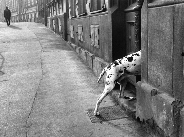 Пятнистая собака, 1978. Фотограф Франтишек Досталь