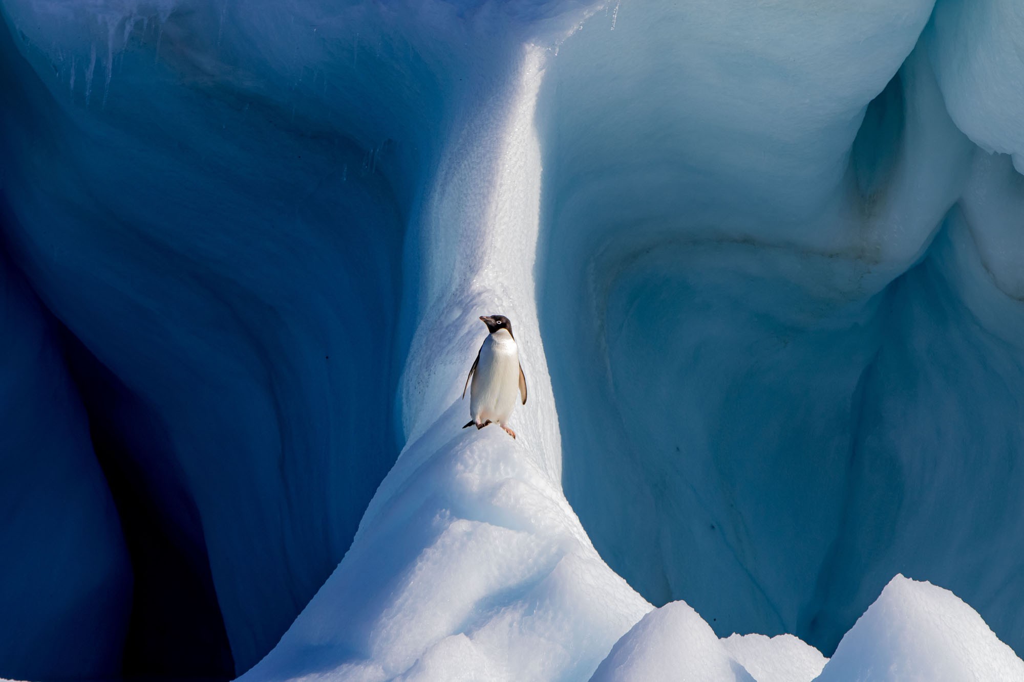 Победитель в категории Мир природы, 2019. Пингвин Адели на айсберге, Антарктида. Автор Конор Райан