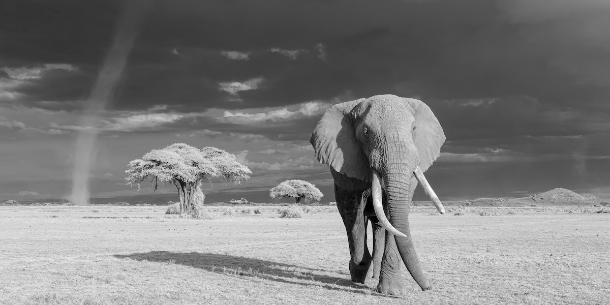 Финалист в категории Мир природы, 2019. Одинокий слон направляется к озеру в национальном парке Амбосели, Кения. Автор Джим Герард