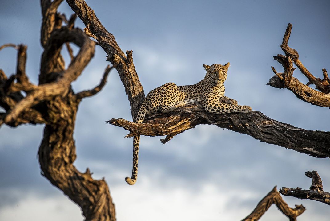 Финалист в категории Мир природы, 2019. Самка леопарда в национальном парке Чобе, Ботсвана. Автор Джанин Крайер