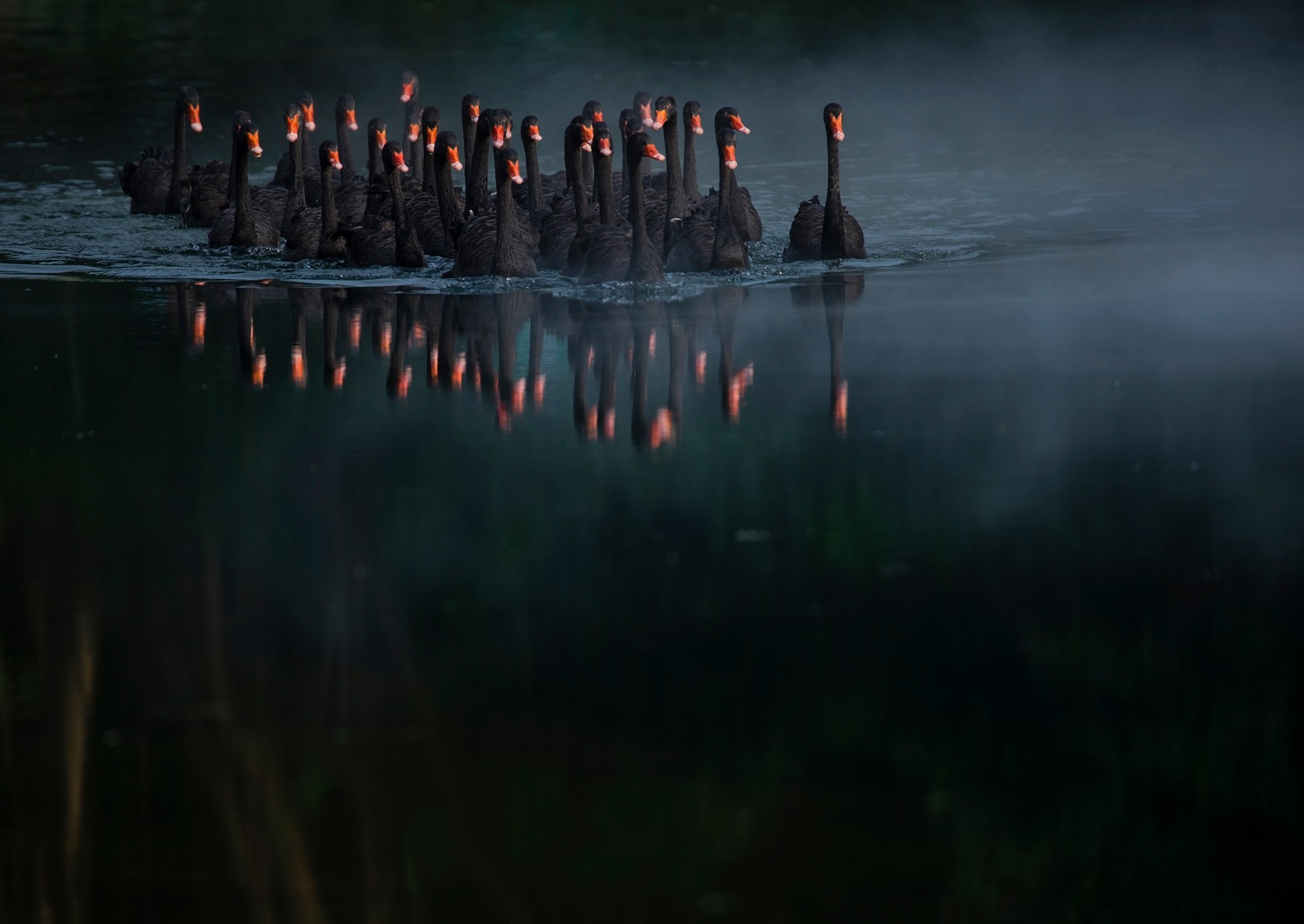 Финалист в категории Мир природы, 2019. Чёрные лебеди на озере в Китае. Автор Куан Чжэнь