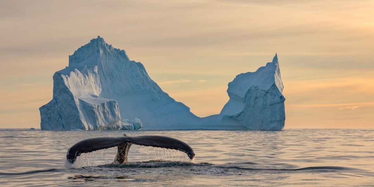 Финалист в категории «Путешествия», 2019. Горбатый кит у побережья Гренландии. Автор Джим Герард