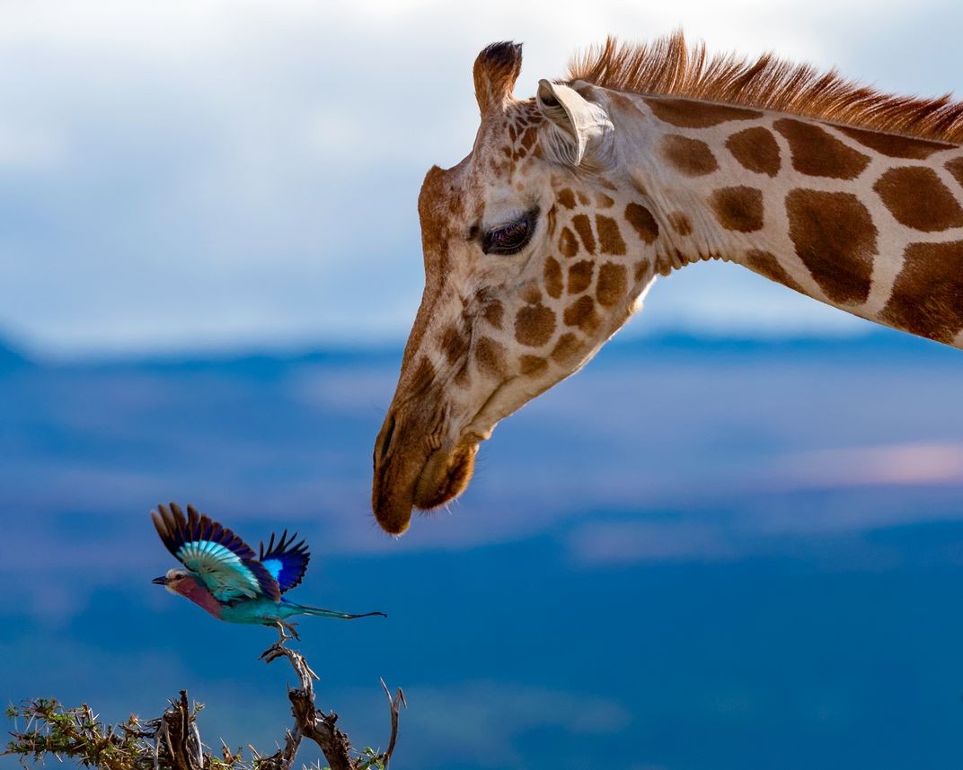 Финалист в категории Мир природы, 2020. Жираф и птица, Кения. Автор Ярон Шмид