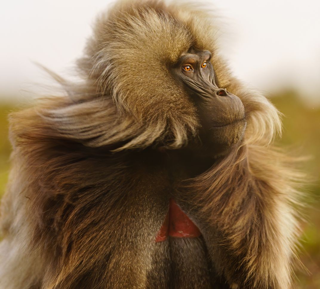 Финалист в категории Мир природы, 2020. Самец гелады, редкого вида приматов, обитающих исключительно на горных плато Эфиопии. Автор Ли Данг