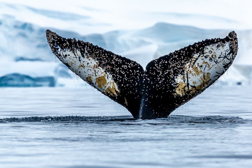 Победитель в категории Мир природы, 2020. Китовый хвост, Антарктида. Автор Джон Комиски