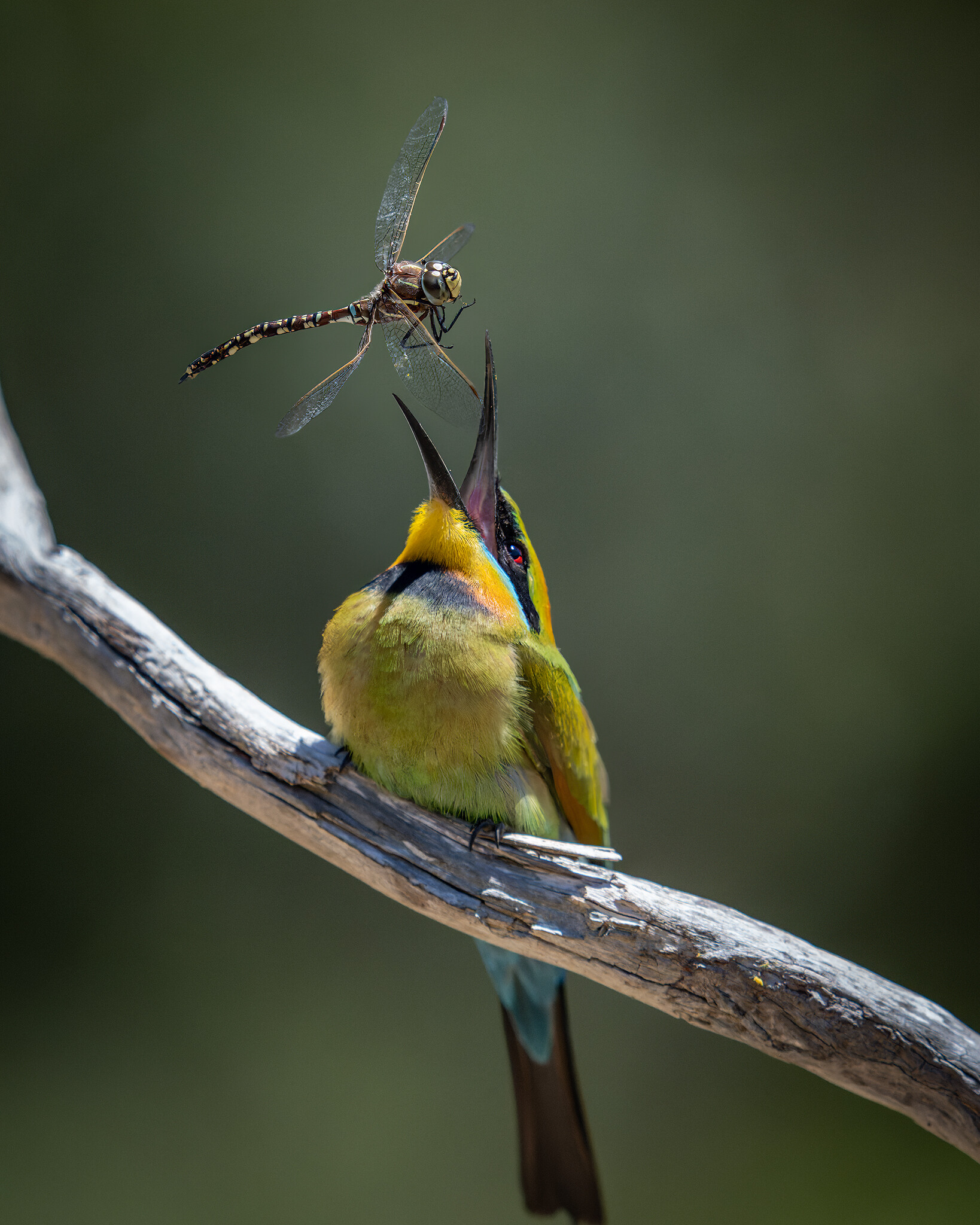 Финалист в категории Мир природы, 2021. Радужный пчелоед поймал стрекозу в Австралии. Автор Стив Николлс