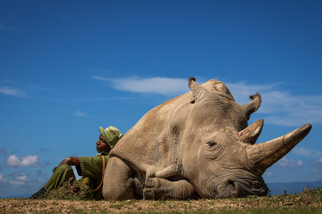 Победитель в категории «Люди», 2021. 32-летний белый носорог Наджин отдыхает со своим другом и смотрителем Закари Мутай в кенийском заповеднике Ол Педжета. Автор Матьяз Кривич