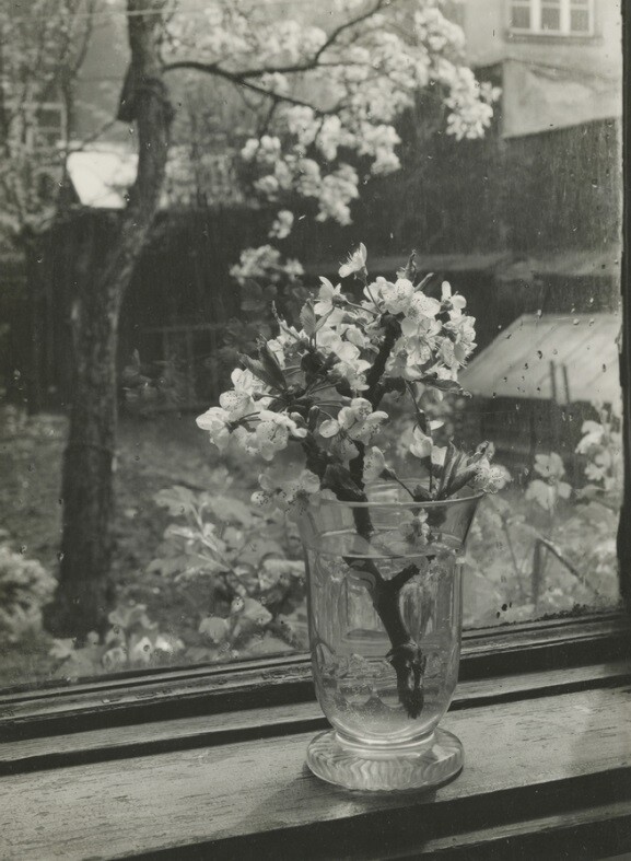 Окно в студию, 1956 год. Фотограф Йозеф Судек