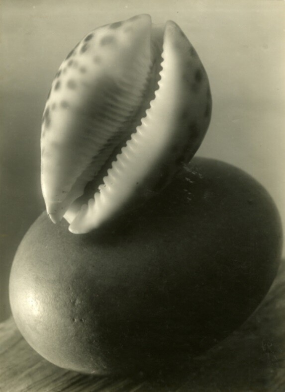 Натюрморт из морской раковины,1950-1954 год. Фотограф Юзеф Судек