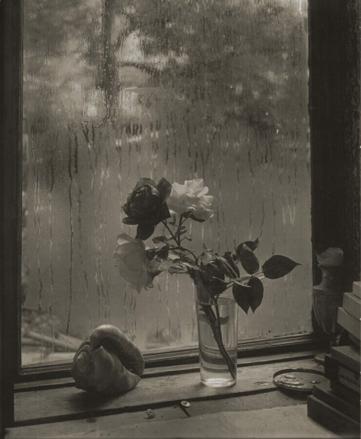 Последняя Роза. Фотограф Йозеф Судек