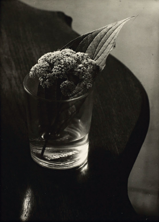Цветок и лист в стакане, 1963 год. Фотограф Йозеф Судек