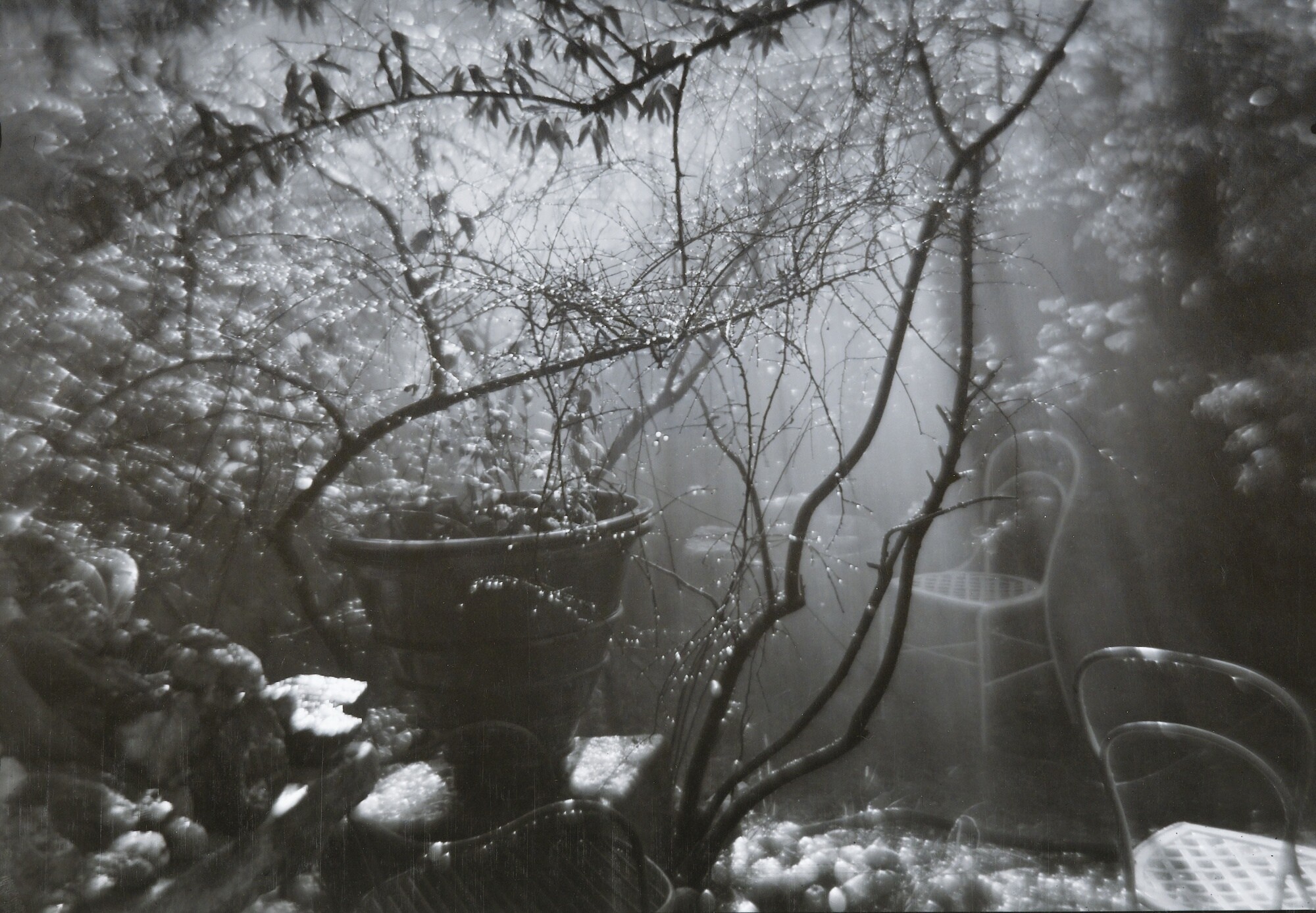 Волшебный сад во время летнего ливня, 1950-е годы. Фотограф Йозеф Судек