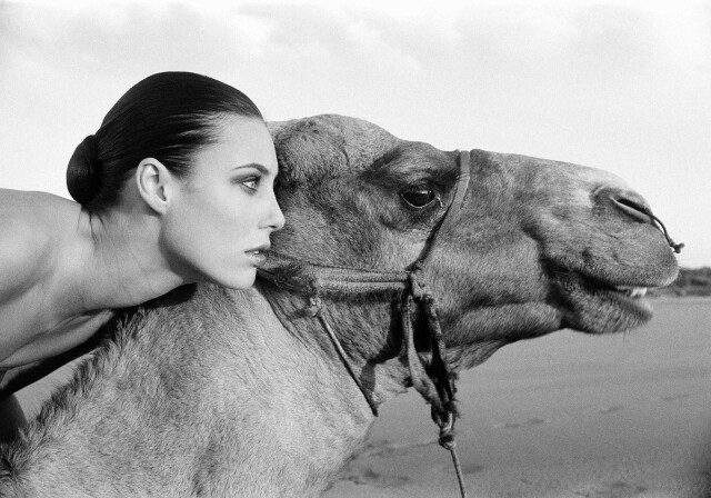 Верблюд. Марракеш, 1998. Фотограф Марк Лагранж