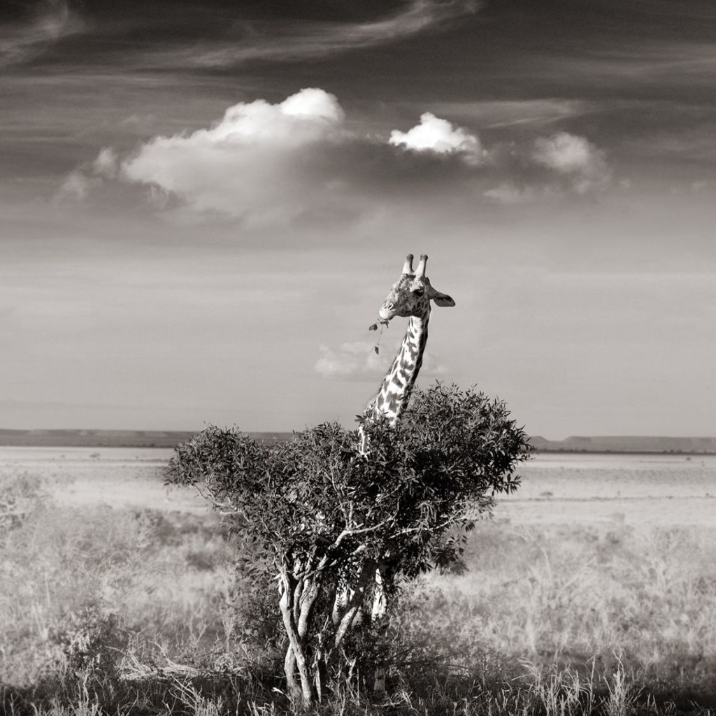 Жираф в кустах. Автор Йоахим Шмайссер