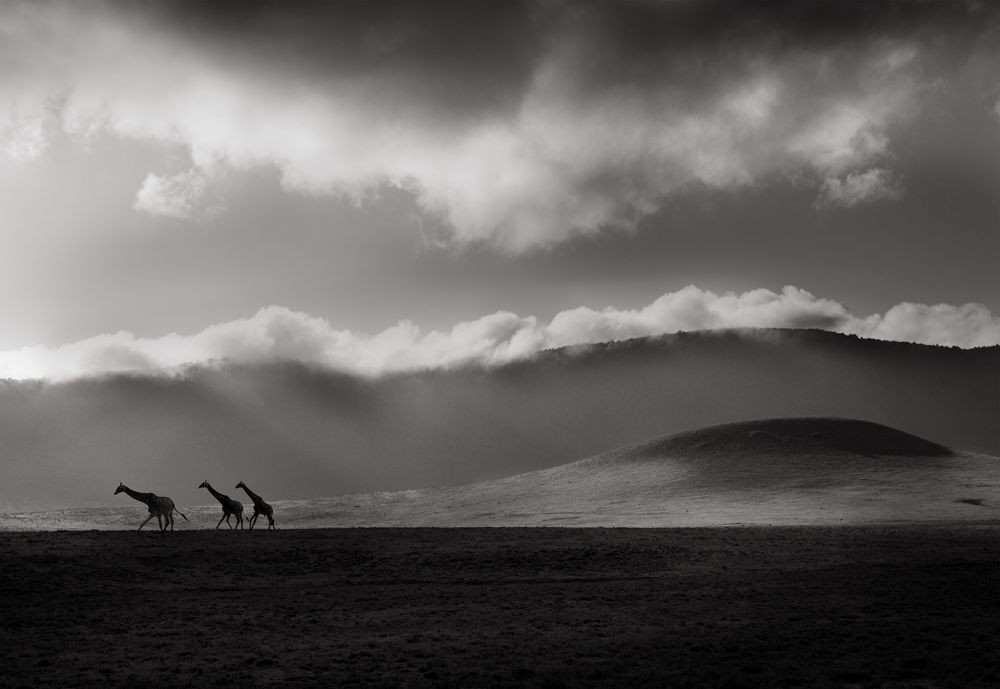 Жирафы на горизонте. Автор Йоахим Шмайссер