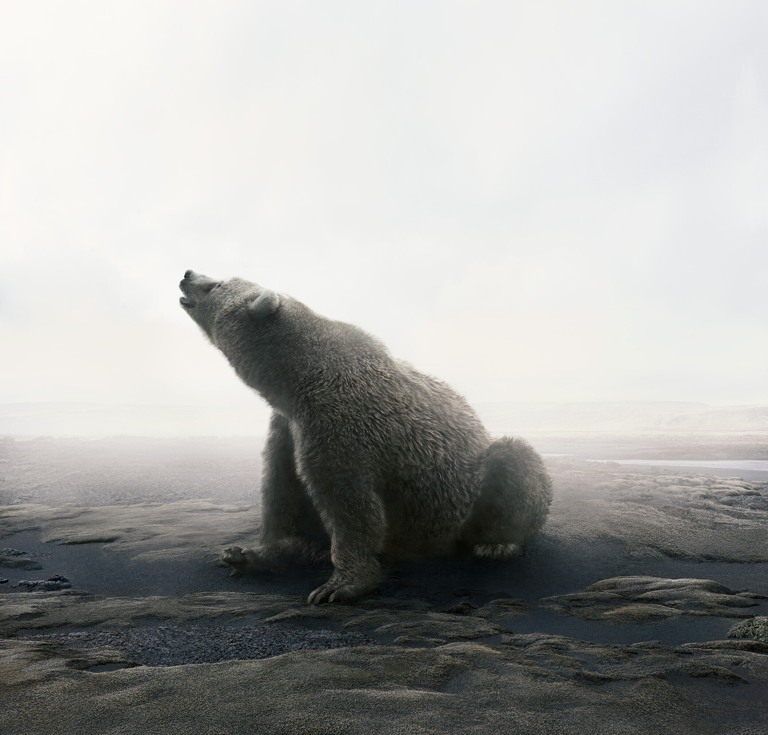 Победитель в категории «Дикая природа», 2021. Медведь. Автор Алиса Зильберберг