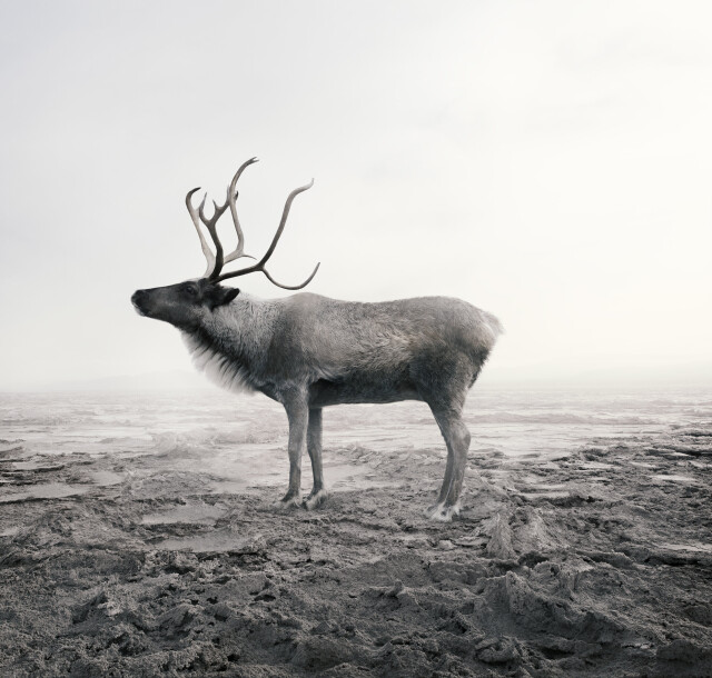 Победитель в категории «Дикая природа», 2021. Северный олень. Автор Алиса Зильберберг