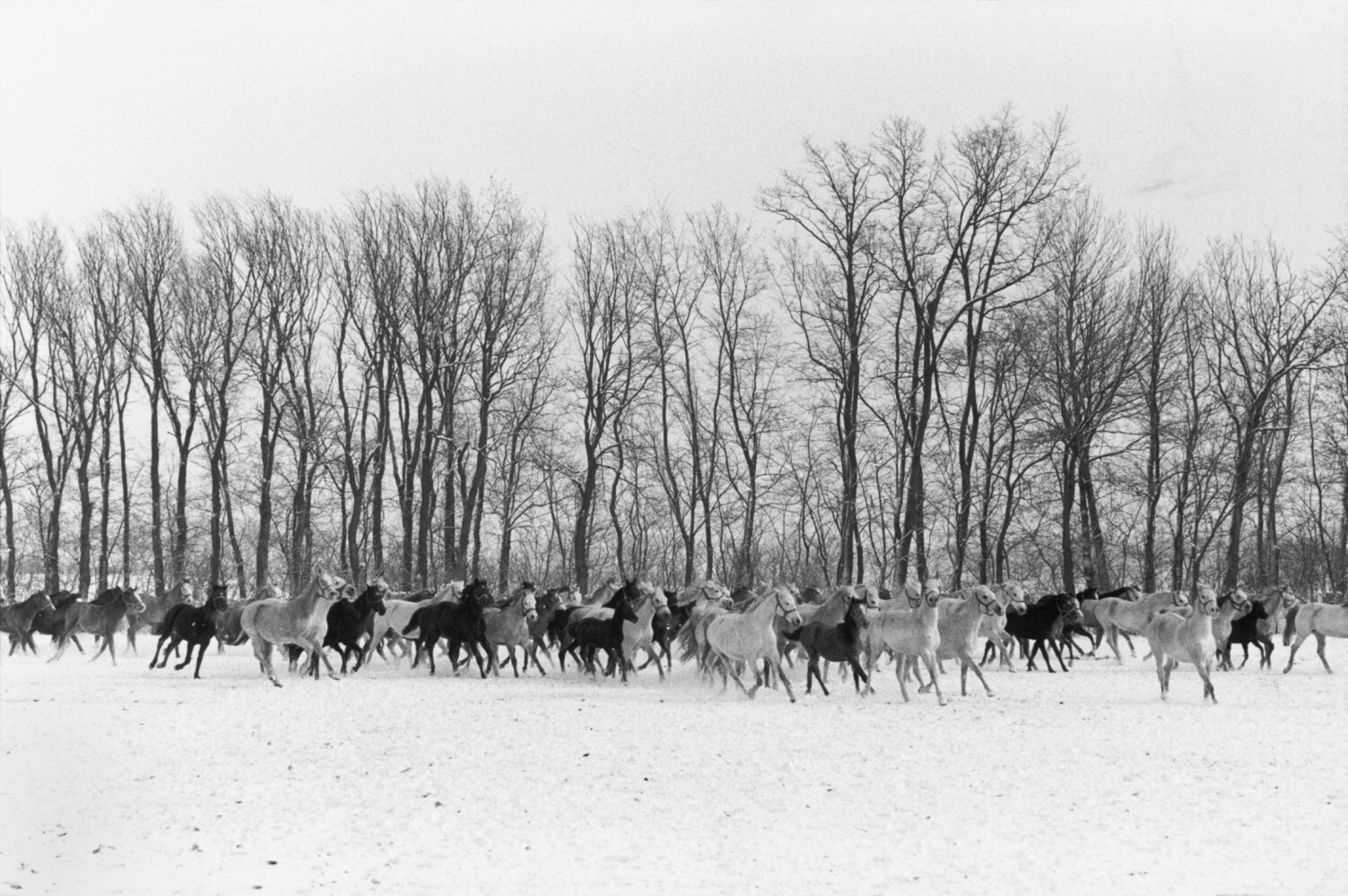 Лошади. Венгрия, 1964. Фотограф Анри Картье-Брессон