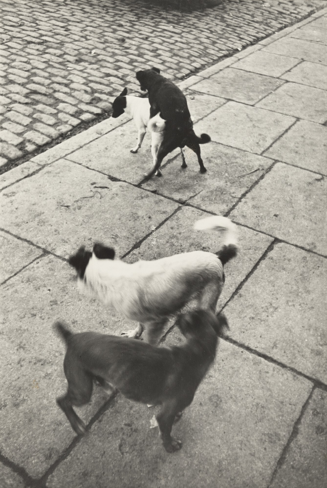 Собаки. Париж, 1932. Фотограф Анри Картье-Брессон