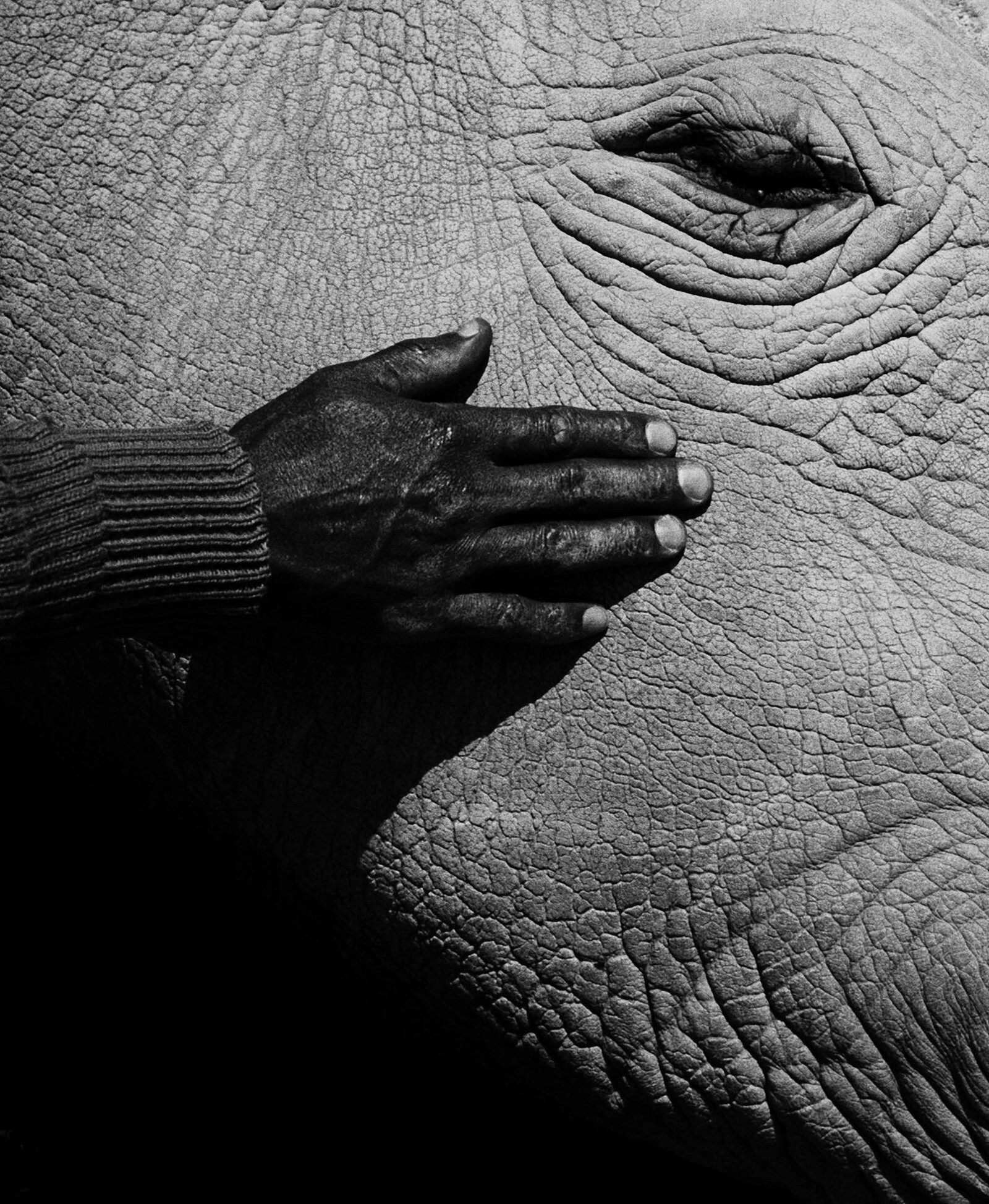 Последний белый носорог. Фотограф Джек Дэвисон