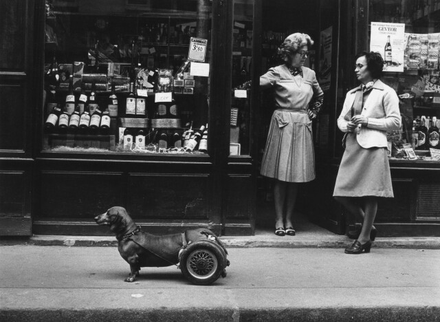 Собака на колёсах, 1977. Фотограф Робер Дуано