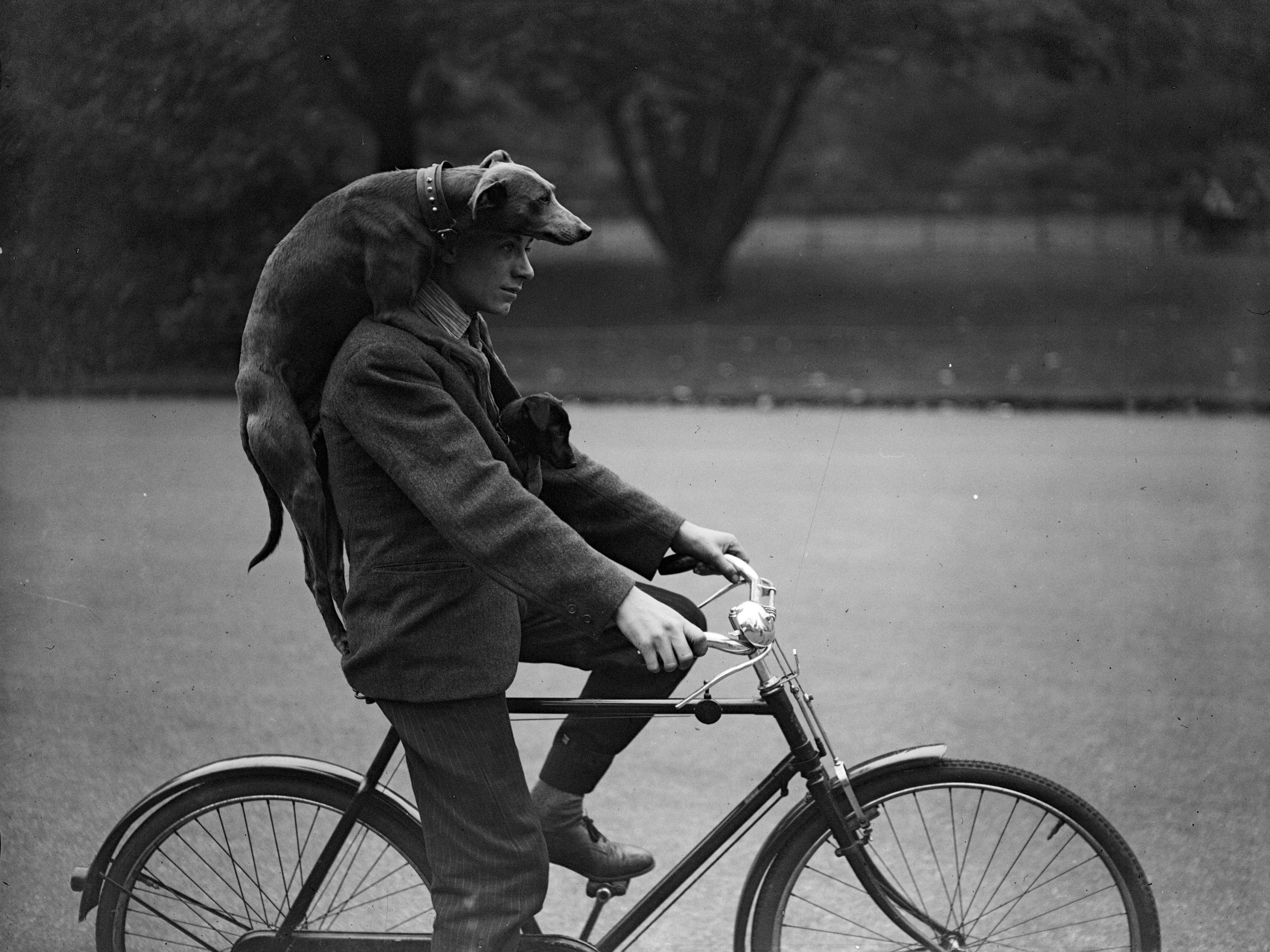 Собаки злые, только когда их на велосипедах не катают. Район Баттерси, Лондон, 1930-е
