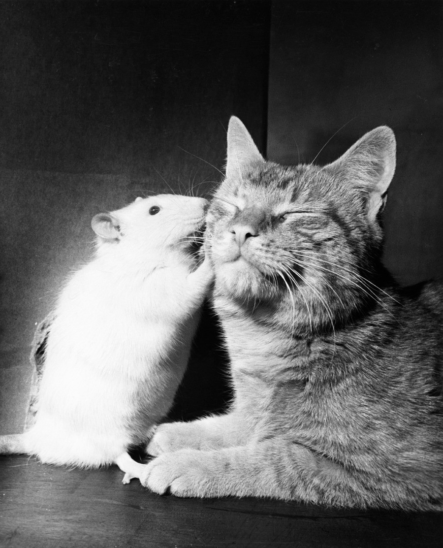 Кошка и белая крыса, 1964. Фотограф Уолтер Чандоха