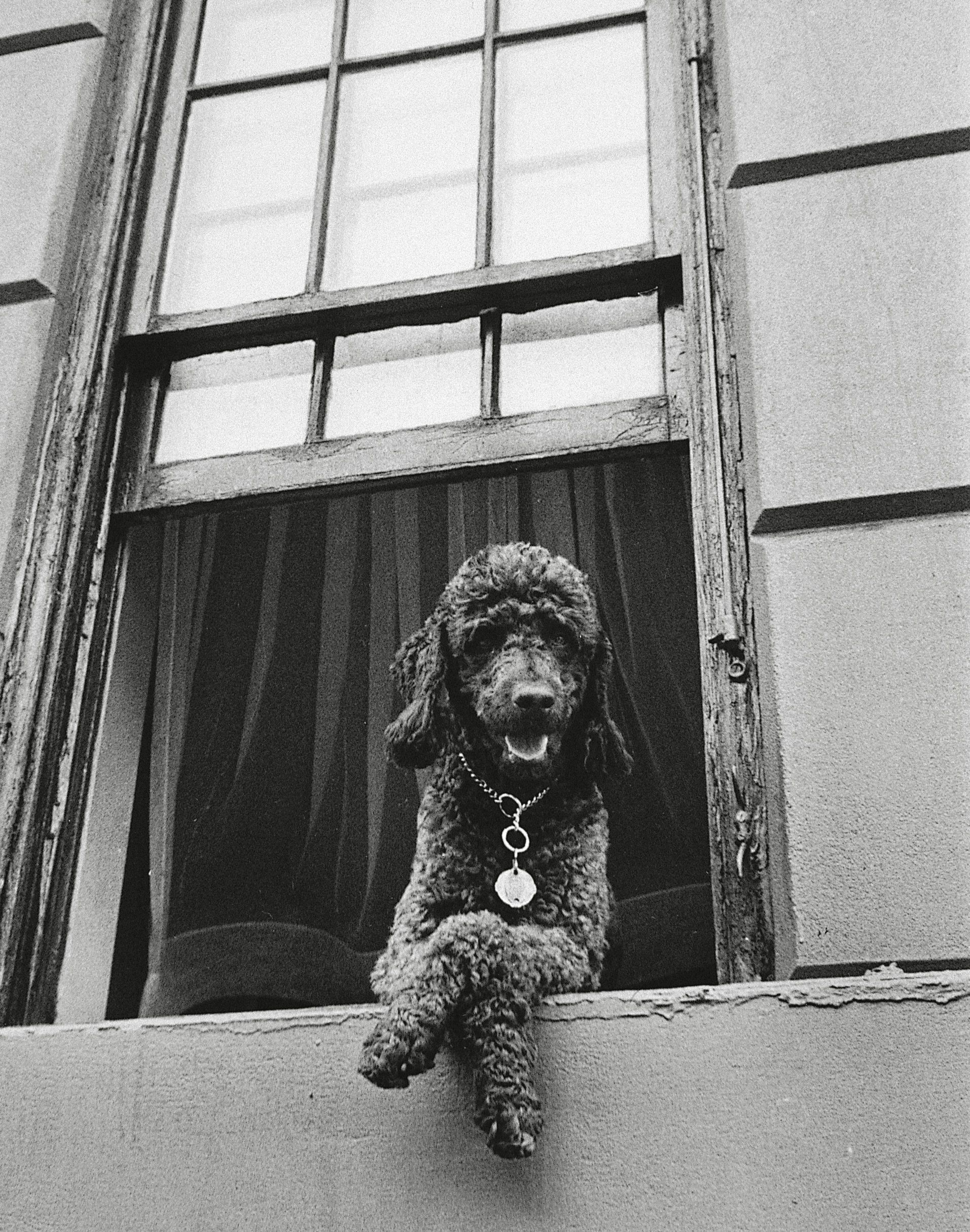 Собака в окне, 79-я улица, Нью-Йорк, 1952. Фотограф Тодд Уэбб