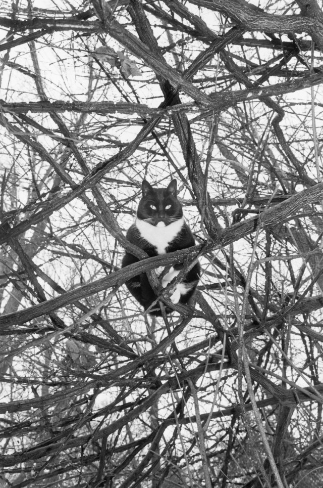 Кот на дереве, Нью-Йорк, 1988. Фотограф Ли Фридлендер