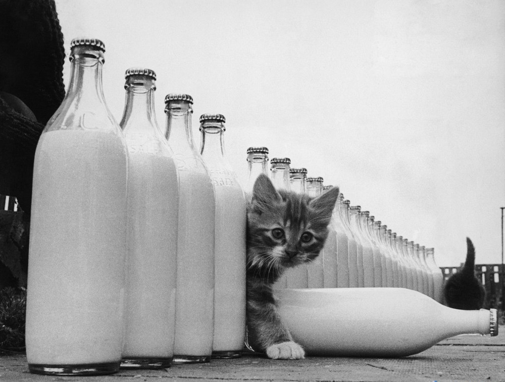 Ку-ку. Котёнок и бутылки молока. Фотограф Курт Хаттон