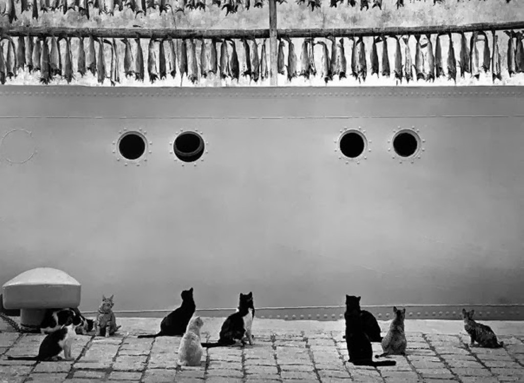 Рыбка и коты. Фотограф Пентти Саммаллахти