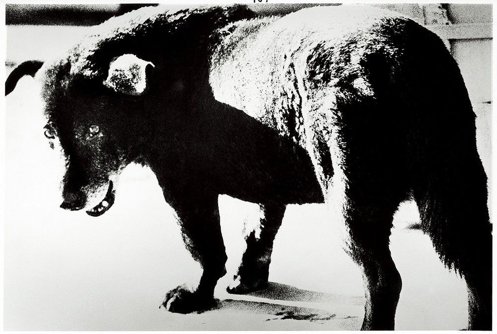 Бродячая собака, Мисава, 1971. Фотограф Дайдо Морияма