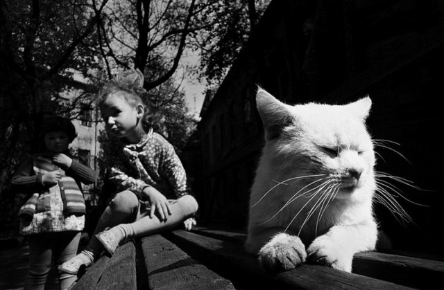 Белый кот. Фотограф Ромуальдас Пожерскис