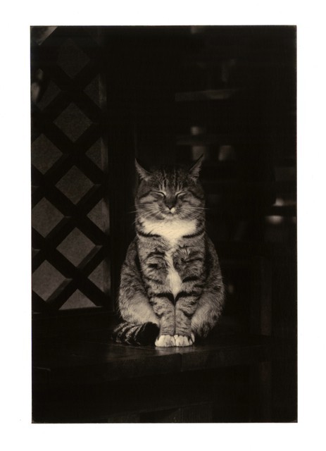 Дзен кот, 1993 год. Фотограф Масао Ямамото