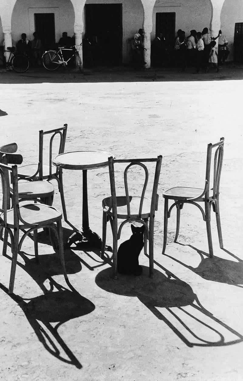 Кот в тени, Тунис, 1961. Фотограф Милон Новотны