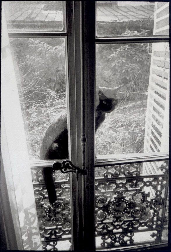 Кот за окном. Фотограф Анри Картье-Брессон