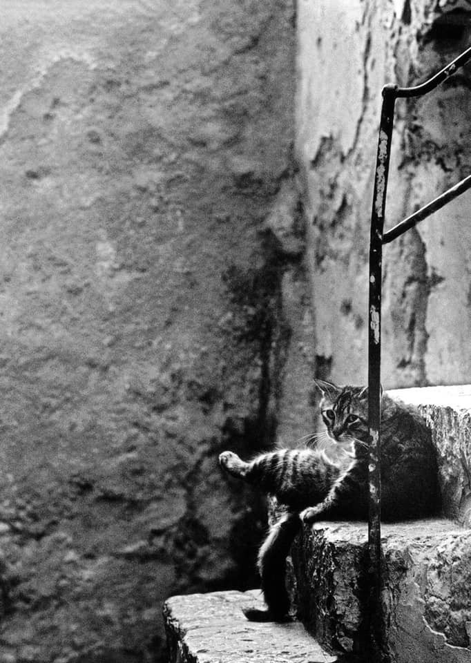 Кот на ступеньках. Сицилия, 1981. Фотограф Фердинандо Шанна