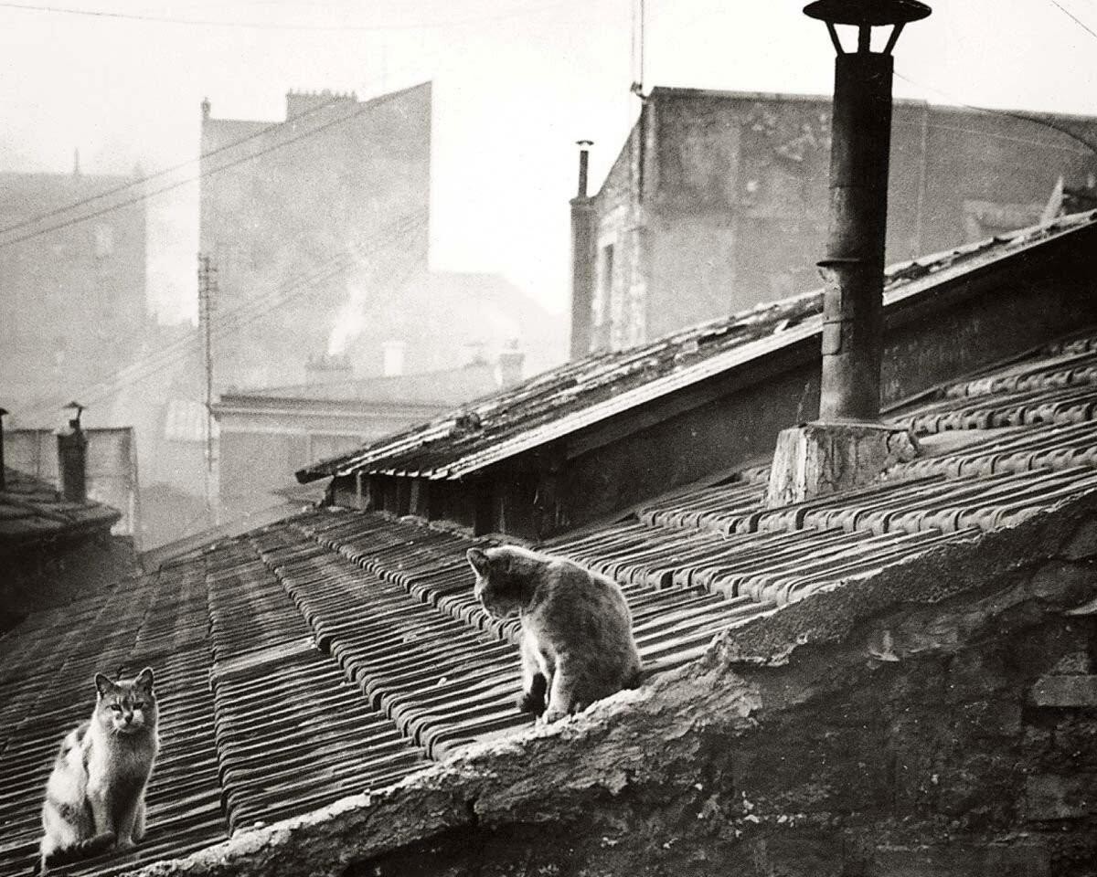 Коты на крыше. Фотограф Эдуард Буба