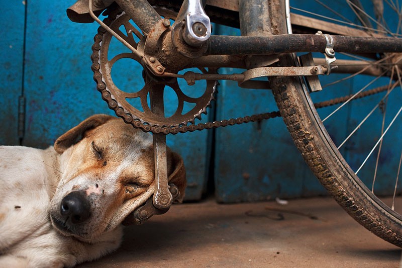 Спящая собака, Варанаси, Индия. Фотограф Мацей Дакович