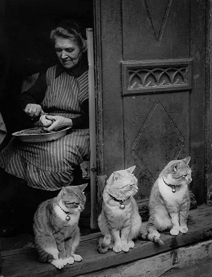 Три кота. Фотограф Тони Шнайдерс