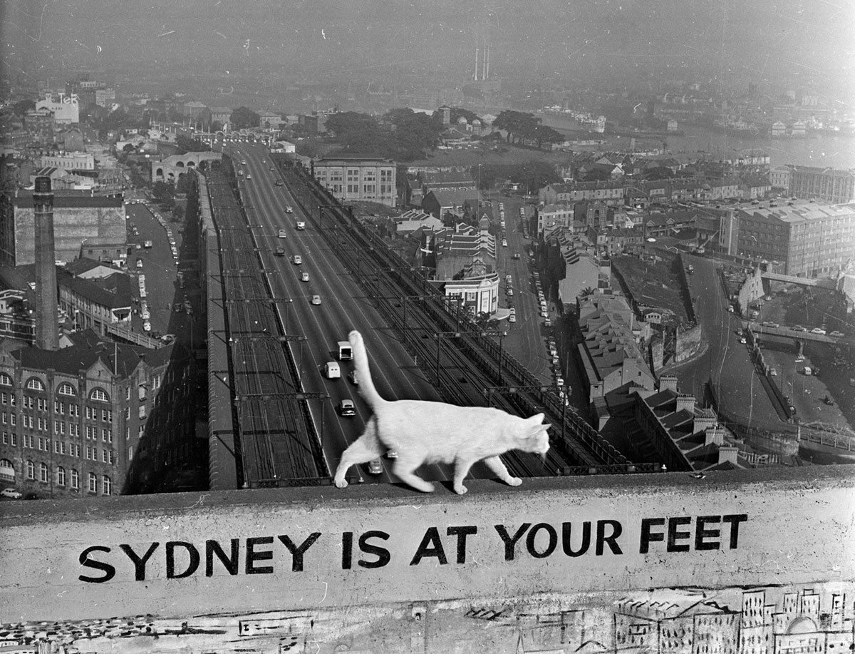 Кот на одной из опор Сиднейского моста встречает туристов в австралийском городе, январь 1957 года. Фотограф Дэннис Роу