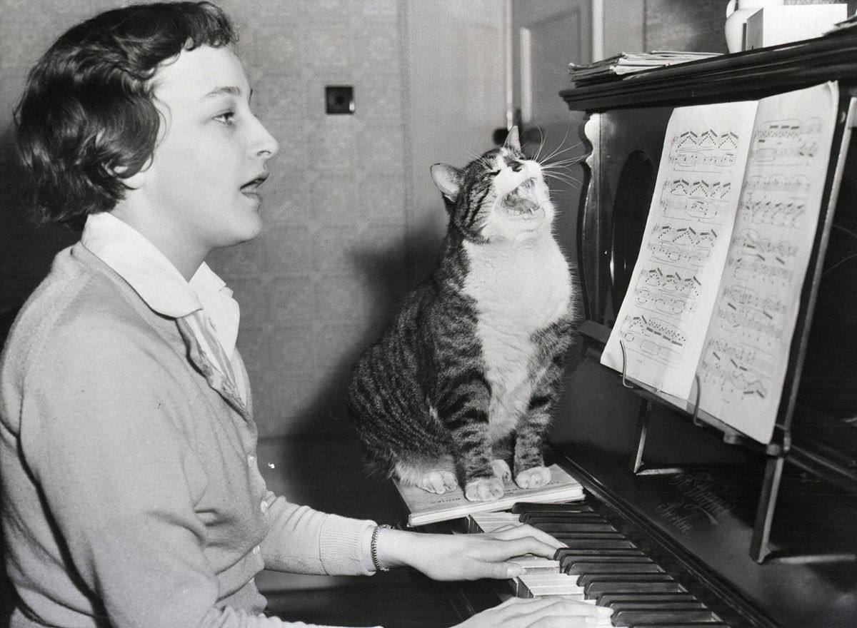 Кот, обожающий музыку, подпевает хозяйке в Вустере, Англия, 23 марта 1959 года. Фото Bettmann - Getty