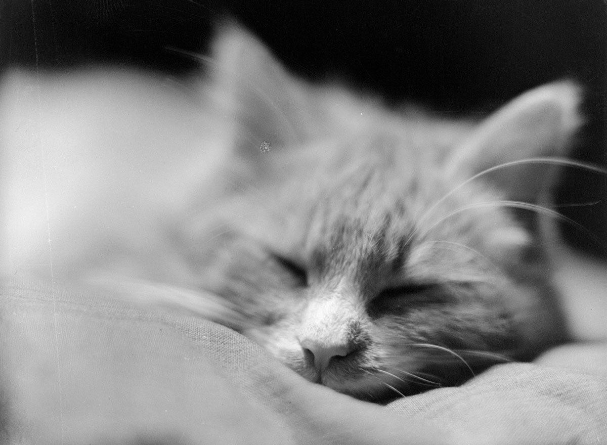 Уснувший кот, 1929 год. Фотограф Чалонер Вудс