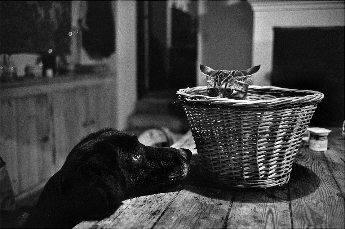 Пёс и кот. Сент-Эмильон, Франция, 1977. Фотограф Ричард Кальвар