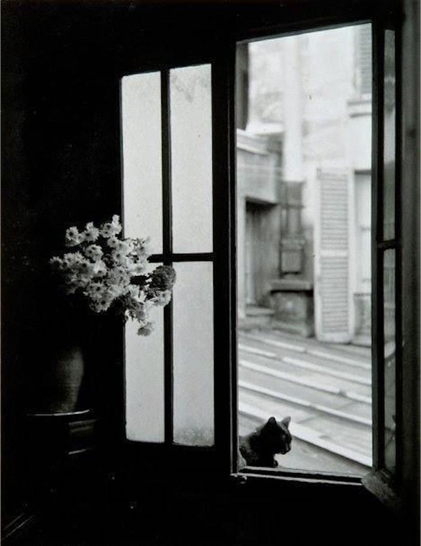 Кошка за окном, 1957. Фотограф Вилли Рони