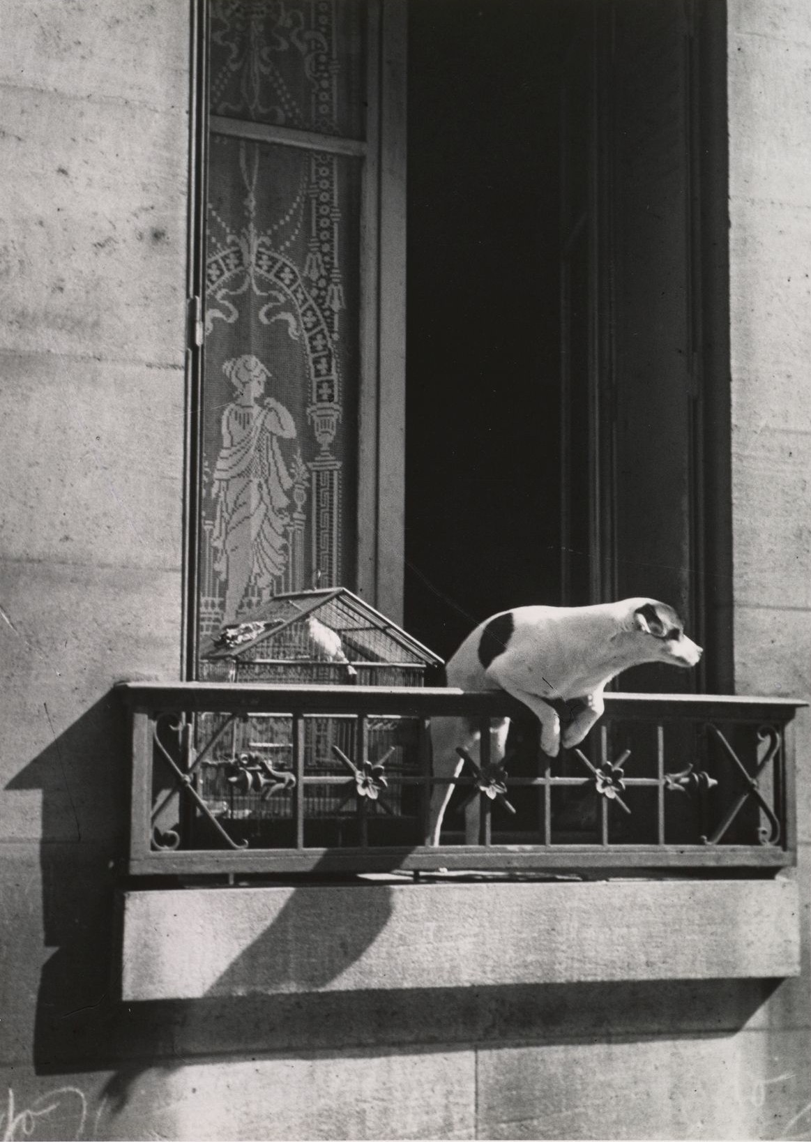 «Собака консьержа». Париж, 1929. Фотограф Андре Кертес