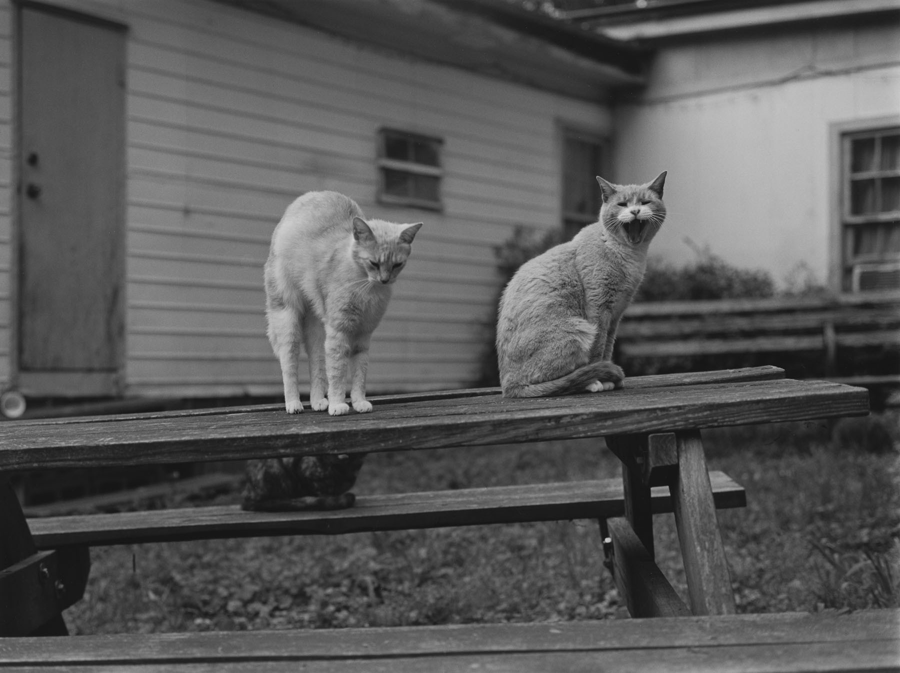Коты. Фотограф Марк Стейнмец