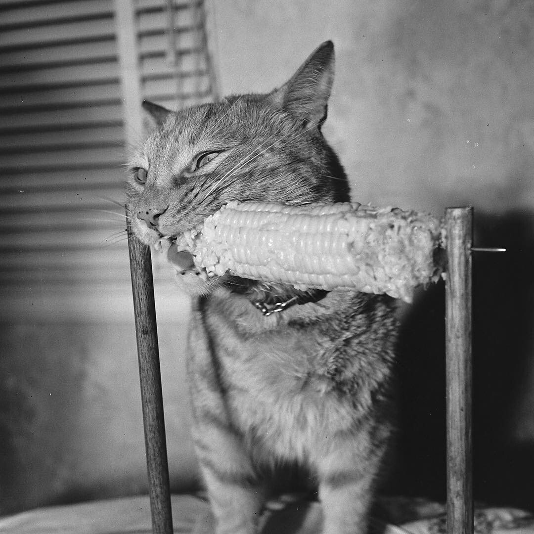 Кошка с кукурузой, 1951. Фотограф Аллан Грант