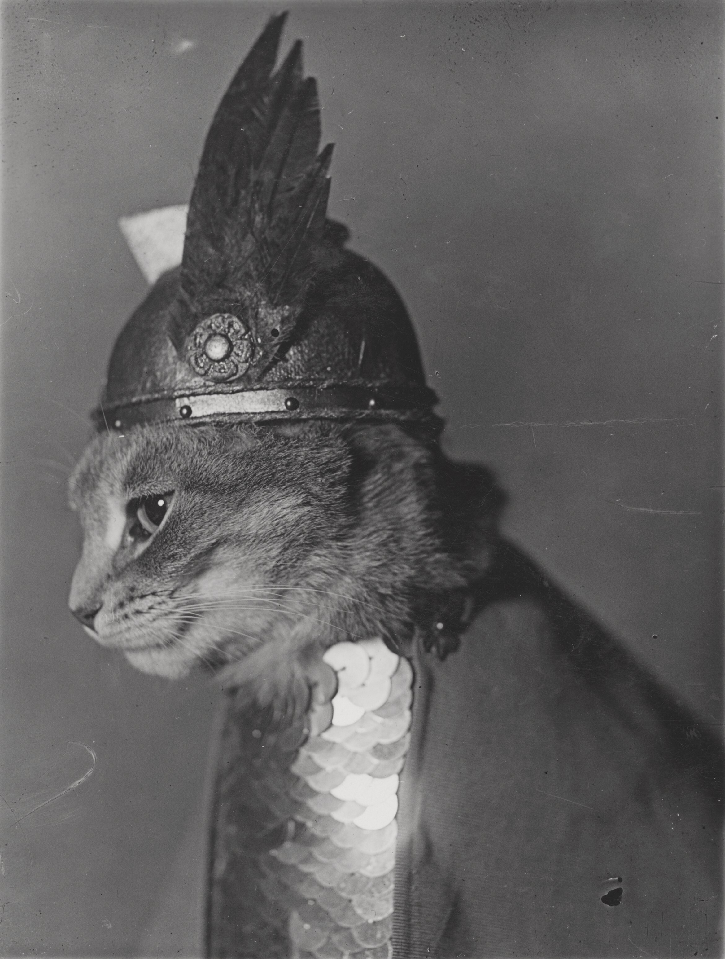 «Брюнхильда», 1936. Кошка в шлеме викинга. Фотограф Адольф Э. Вейдхаас